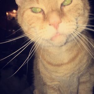 Meet your Posher, Shayla